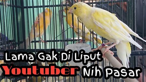 Pentingnya Mengetahui Harga Kenari Klaten
