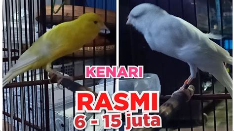 Konsumsi Kenari Rasmi Gacor dengan Cermat