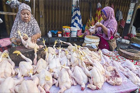 Harga Ayam Tulak Hitam di Pasar