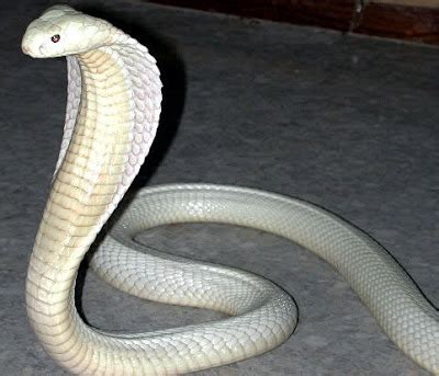 Harga King Cobra Putih