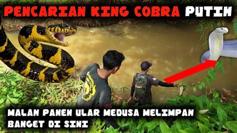 Kelebihan dan Kekurangan King Cobra Putih