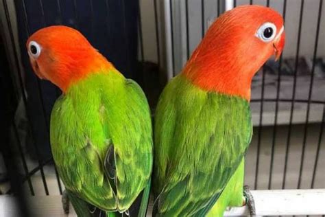 Harga Lovebird di Market Fischery