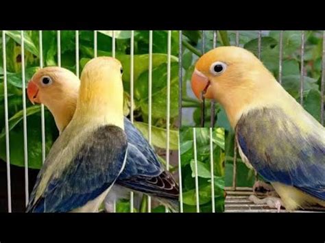 Panduan Membeli Lovebird di Market Fischery