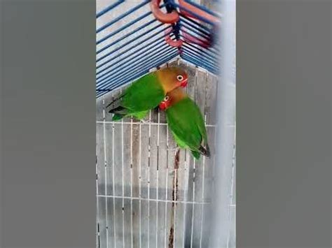 Tipe-Tipe Lovebird di Market Fischery