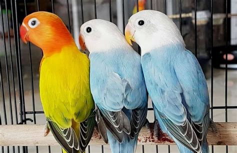 Faktor-faktor yang Mempengaruhi Harga Lovebird Blue Misty