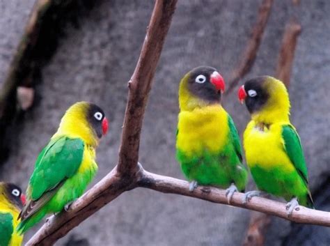 Tips untuk Memilih Lovebird yang Sesuai dengan Budget Anda