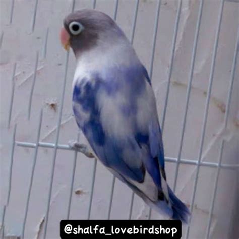 Harga Lovebird BS Vio