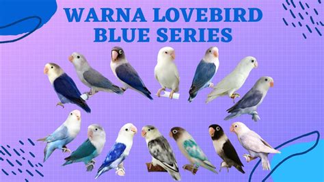 Tipe Lovebird BS Vio