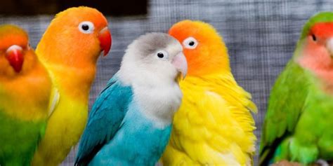 Tips Membeli Lovebird BS Vio