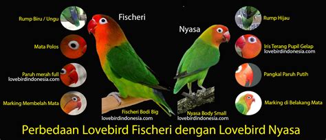 Bagaimana Mendapatkan Lovebird Nyasa