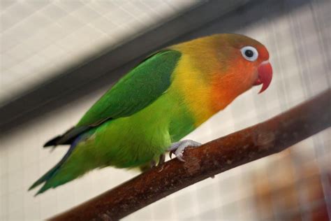 Harga Lovebird Nyasa Terbaru
