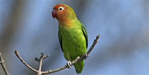 Karakteristik Lovebird Nyasa