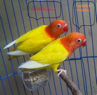 Sejarah Asal Mula Lovebird Nyasa