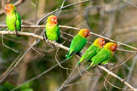 Tips Merawat Lovebird Nyasa