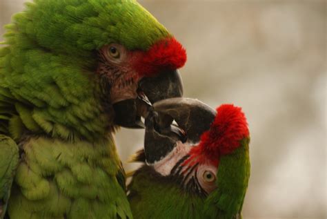 Apa Itu Lovebird Olive Dada Kuning?