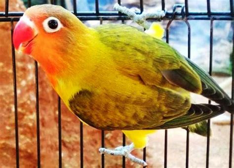 Faktor-faktor Yang Mempengaruhi Harga Lovebird Olive Dada Kuning