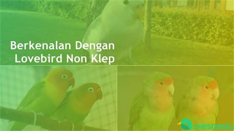 Apa Itu Lovebird Semi Klep?