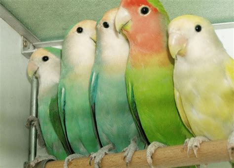 Faktor-Faktor Yang Mempengaruhi Harga Lovebird Semi Klep