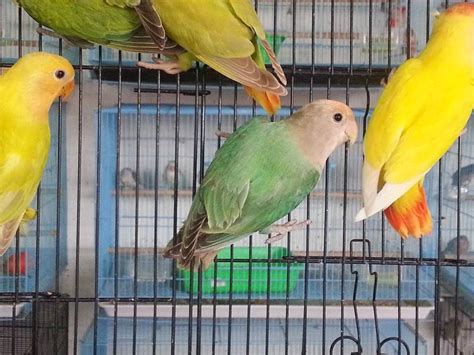 Harga Lovebird Semi Klep Di Pasar