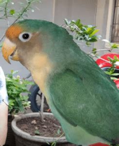 Tips Dan Trik Membeli Lovebird Semi Klep
