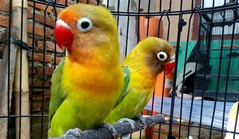 Cara Merawat Lovebird Solo