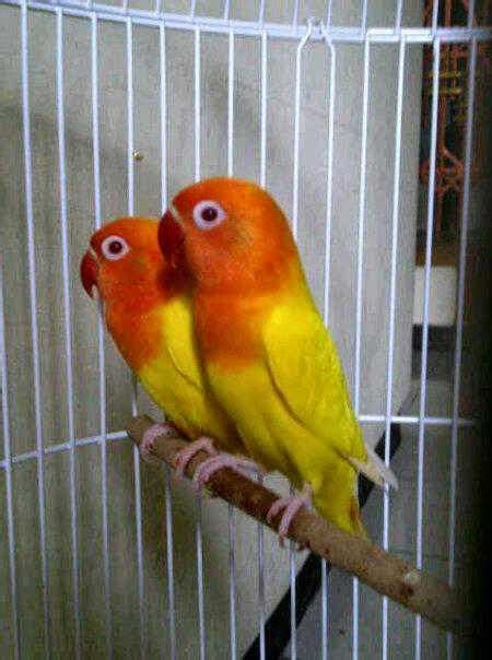 Harga Lovebird Solo Hari Ini