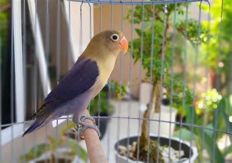 Kenali Lovebird