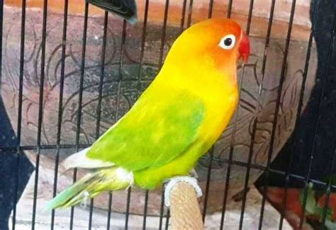 Faktor-Faktor yang Mempengaruhi Harga Lovebird Spangle Ijo