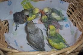 Tips-Tips dalam Merawat Lovebird Spangle Ijo