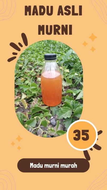 Harga Madu Asli Tawon Liar