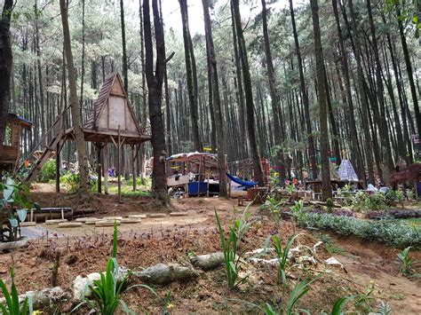 Aktivitas yang Bisa Dilakukan di Hutan Pinus Sentul