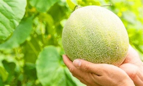 Faktor-Faktor yang Mempengaruhi Harga Melon Per Kg Hari Ini