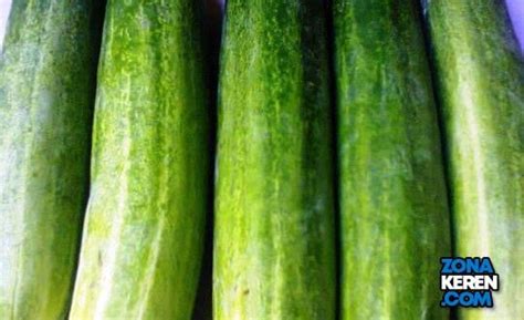 Contoh Harga Mentimun per Kg