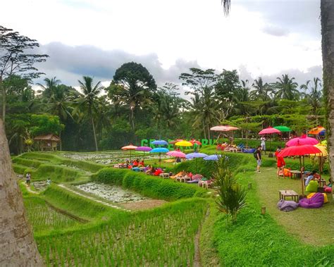 apa Itu Green Kubu?