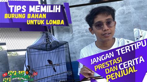 Tips untuk Membeli Murai Batu Juara Lomba