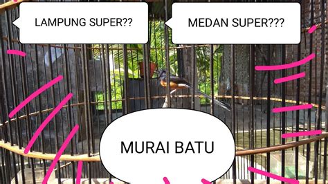 Apa Itu Murai Lampung?