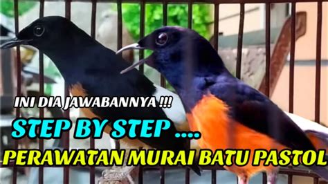 Bagaimana Cara Merawat Murai Lampung Bakalan?