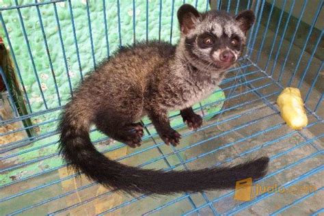 Harga Musang Pandan Kecil yang Beredar di Pasaran