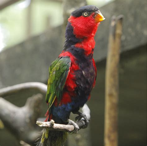 Pengalaman Pembelian Nuri Kepala Hitam Paruh Kuning