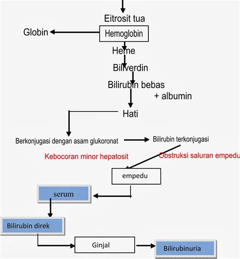 Konsep Bilirubin dan Fungsinya