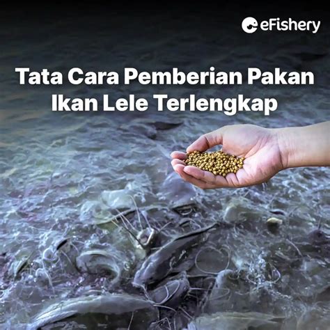 Cara Menggunakan Pakan Lele Beauty PP 812