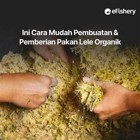Kelebihan Pakan Lele Beauty PP 812