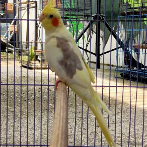 Harga Parkit Australia Klaten