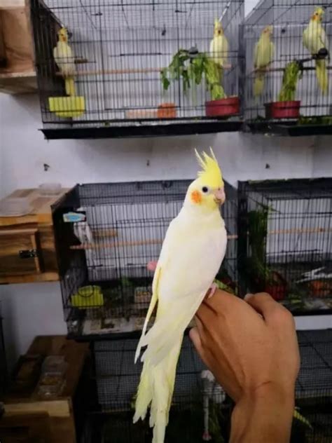 Panduan Beli Parkit Australia Klaten