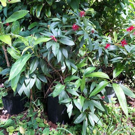 Cara Mendapatkan Anis Merah