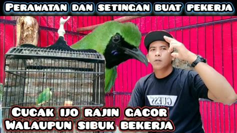 Bagaimana Menentukan Harga Pasaran Cucak Ijo yang Tepat?