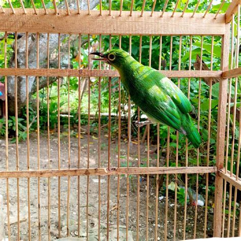 Berbagai Jenis Cucak Ijo dan Harga Pasaran
