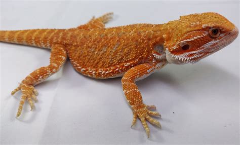 Bagaimana Mendapatkan Bearded Dragon Hypo yang Bagus