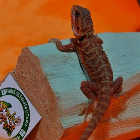 Faktor yang Mempengaruhi Harga Bearded Dragon Hypo