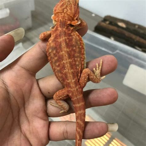 Harga Bearded Dragon Hypo